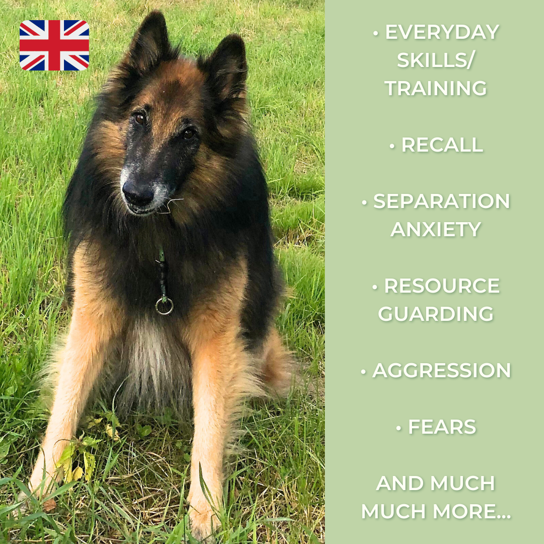 Private Dog Training (Purchase training sessions)