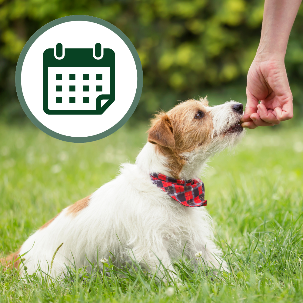Privat Hundträning (Boka träningspass)
