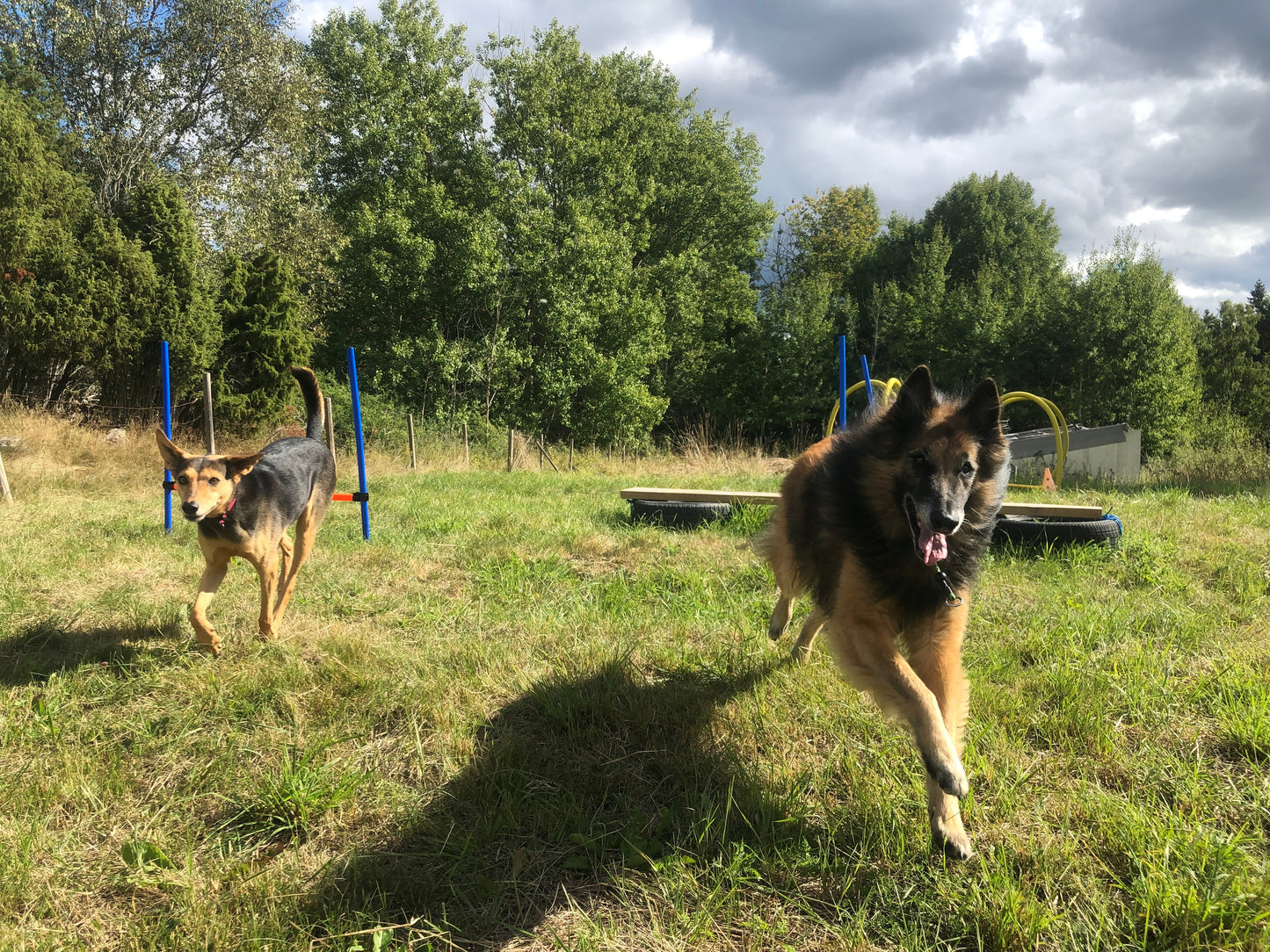 Verksamhet | Hundhagen | Hyra Hundrastgård: Hundkurs, privatträning mm. | Uthyrning, Stockholm | ABC Animals