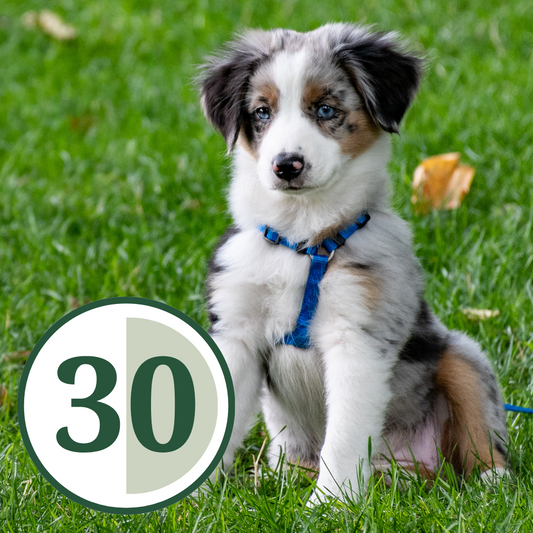 30min | 1 hund | Ormsta