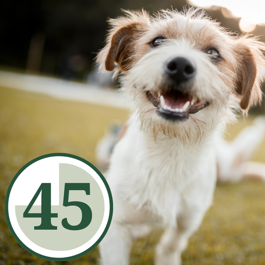 45min | 1 hund | Täby Kyrkby