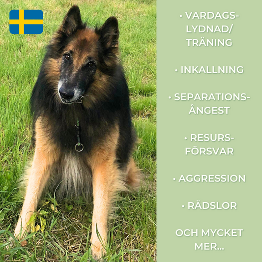 Privat Hundträning (Köp träningspass)