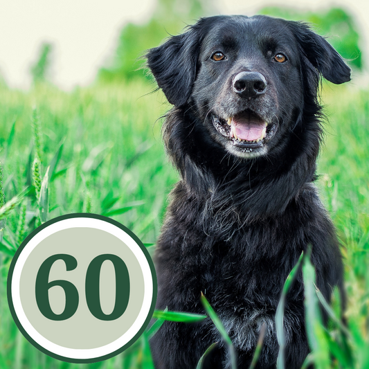60min | 4 hundar | Åkersberga